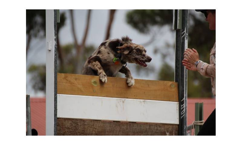 Dog jumps over outlet gate